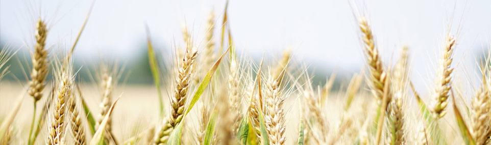 INFORMARE – Direcția pentru Agricultură Județeană Sibiu ! În atenția fermierilor și a conducerii asociaților de fermieri