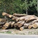 Procedura privind punerea în valoare și recoltarea de masă lemnoasă din fondul forestier pentru care legea nu obligă la întocmirea amenajamentului silvic și din vegetația forestieră din afara fondului foretier națion